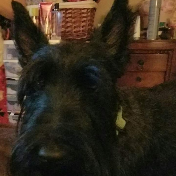 Meet your Posher, Angie - Picture 2 of 5